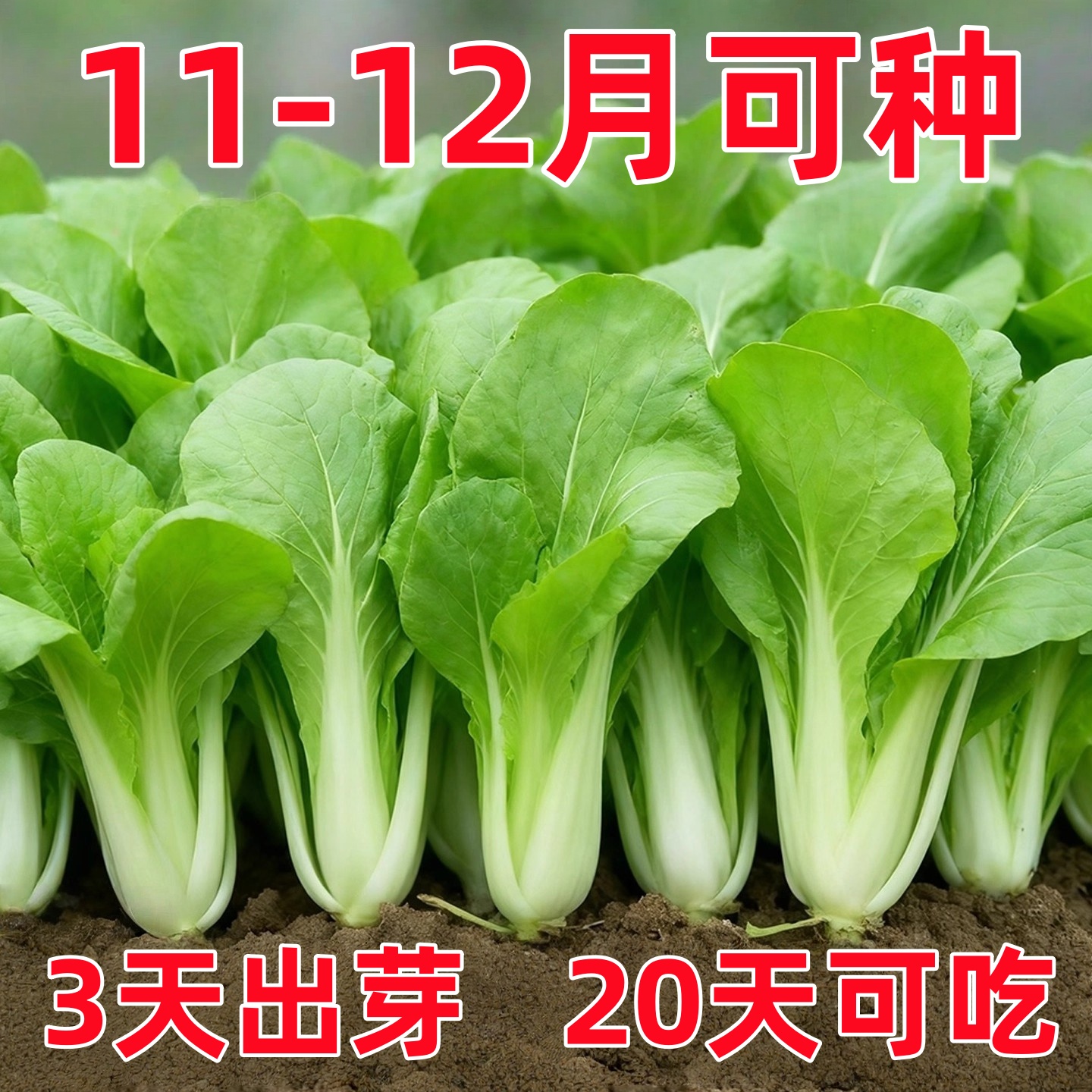 四季速生小白菜种子四季蔬菜种籽早熟小青菜阳台盆栽耐热奶油快菜
