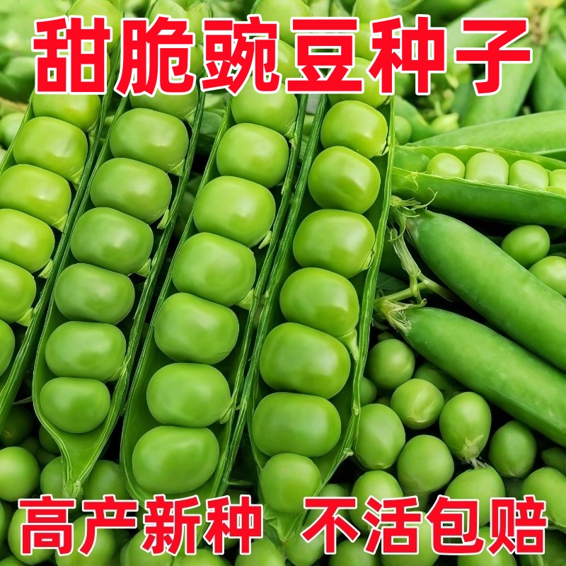 甜脆豌豆种子种籽青碗豆种青豆高产庭院农家四季秋冬季孑豌豆种