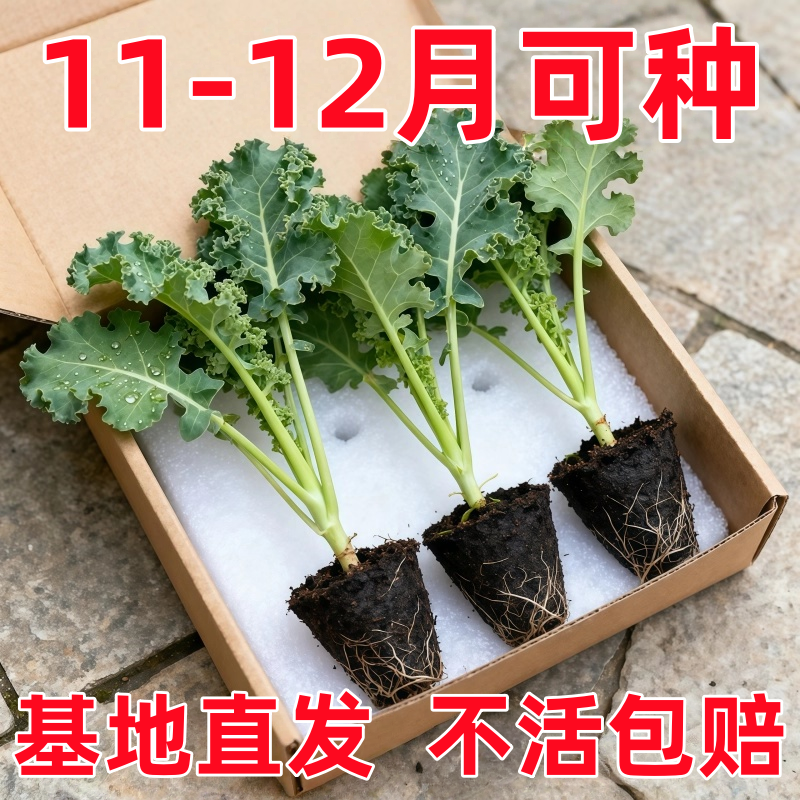 寿光食用羽衣甘蓝苗秧营养冠军绿紫粉羽叶阳台盆栽大田四季蔬菜苗