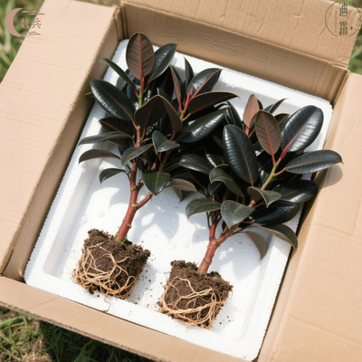 橡皮树黑金刚盆栽好养绿植客厅阳台办公室内四季常青植物净化空气