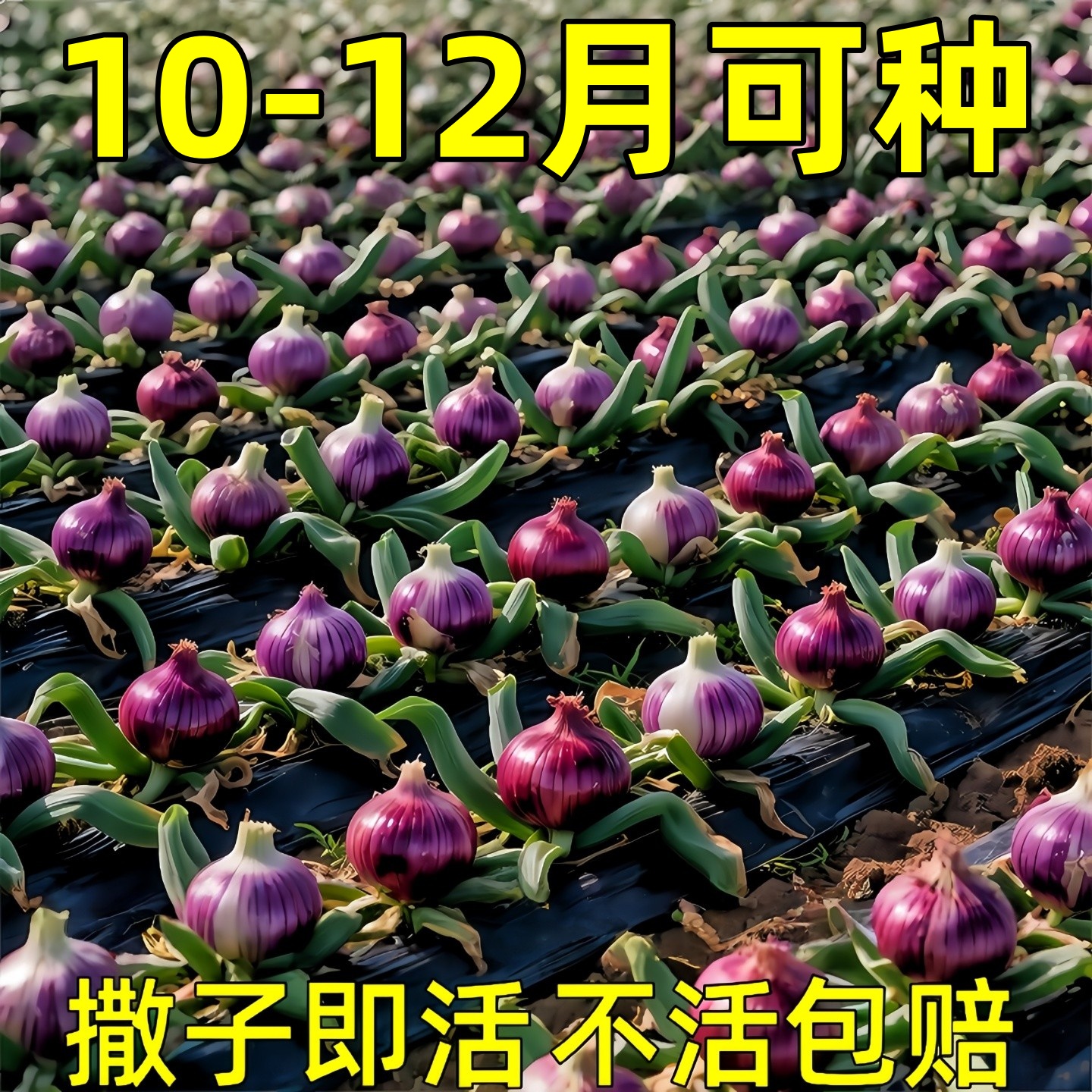紫皮洋葱水果型洋葱种子超甜夏季耐热耐高温蔬菜种子一年四季可种