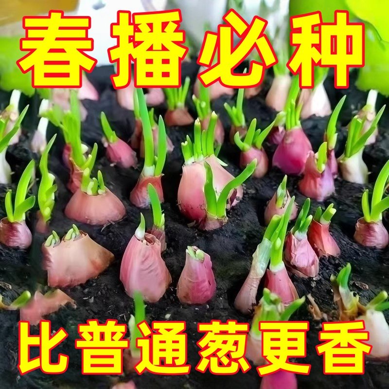 种植专用四川小香葱红葱头带芽盆栽火葱黄葱四季葱苗榨葱油干葱头,鲜花速递/花卉仿真/绿植园艺,种苗/半成品盆栽,淘宝优惠券,粉丝福利购,淘宝优惠卷