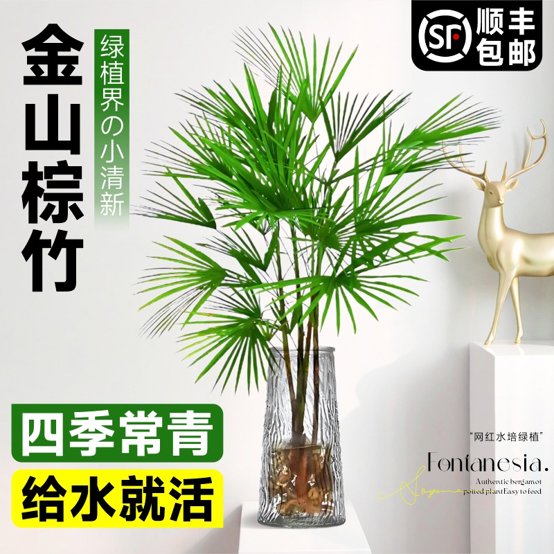 细叶金山棕竹水培绿植小叶植物室内大型盆栽净化空气水竹四季绿植
