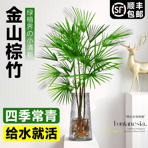 细叶金山棕竹水培绿植小叶植物室内大型盆栽净化空气水竹四季绿植