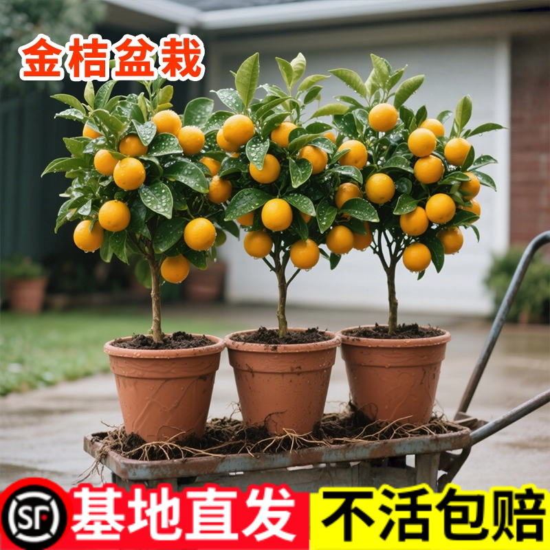 脆皮金桔带果发货盆栽树苗四季果树可食用橘子苗脆皮金橘室内常绿