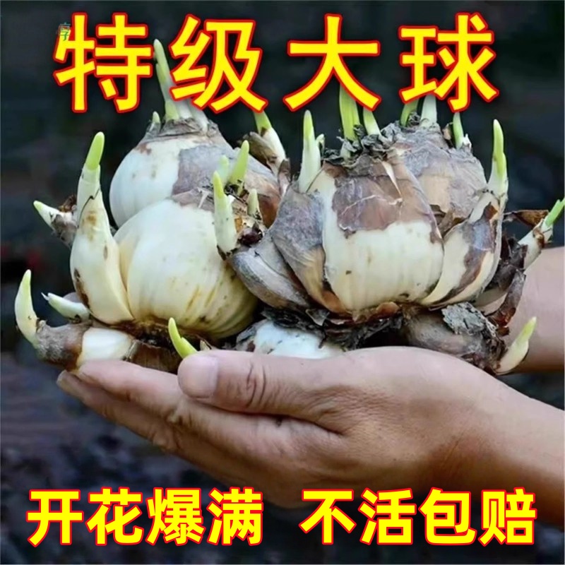 【冬天开花】漳州水仙花耐寒绿植物种多年生水养盆栽花卉大种球籽