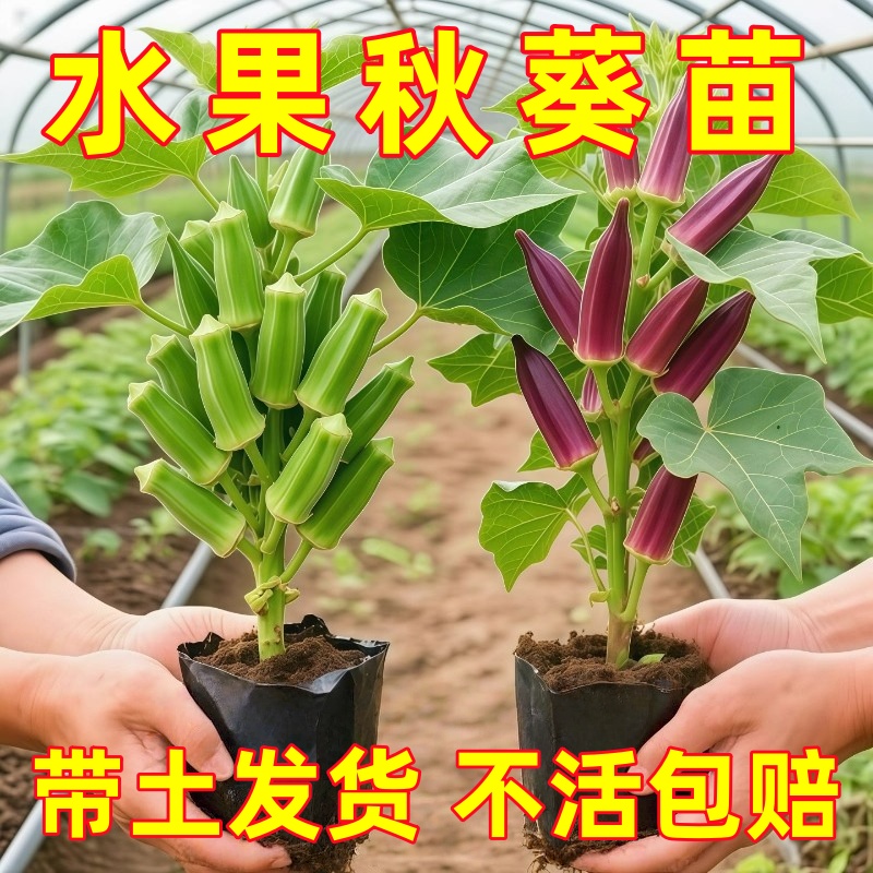 黄秋葵苗水果秋葵秧苗家庭阳台种植春夏当年播绿植物盆栽蔬菜苗孑