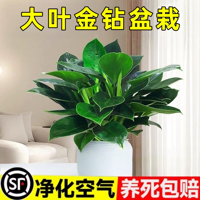 金钻盆栽植物铂金钻绿萝箩水培大叶绿植多肉办公室内懒人好养花卉
