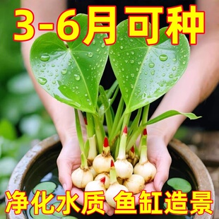 茨菇慈姑水生植物水培燕尾种苗池塘装饰花卉净化鱼缸水质慈菇水培