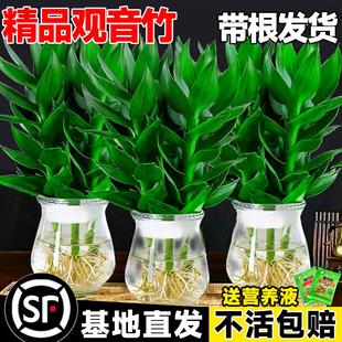 观音竹富贵转运竹水培带根花卉招财绿植物绿萝箩办公室内盆栽好养