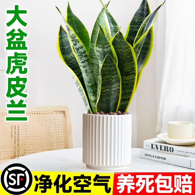 大盆虎皮兰绿植室内桌面盆栽金边虎皮兰多肉四季常青好养净化空气