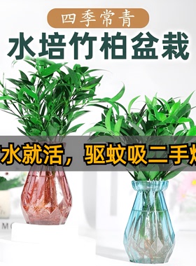 水培竹柏绿植长寿竹盆栽驱蚊竹土养植物室内客厅好养四季常青桌面