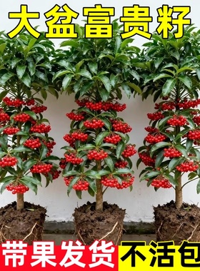 富贵籽盆栽带果金玉满堂绿植室内花卉黄金万两客厅年宵花植物好养