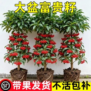 富贵籽盆栽带红果客厅大盆栽办公室绿植黄金万两富贵子花卉植物