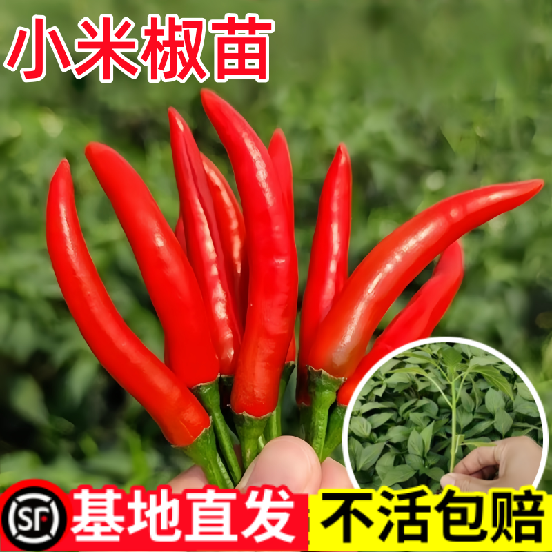 朝天椒辣椒苗秧苗超辣小米辣苗子南方种蔬菜苗孑高产簇生阳台盆栽,鲜花速递/花卉仿真/绿植园艺,种苗/半成品盆栽,淘宝优惠券,粉丝福利购,淘宝优惠卷