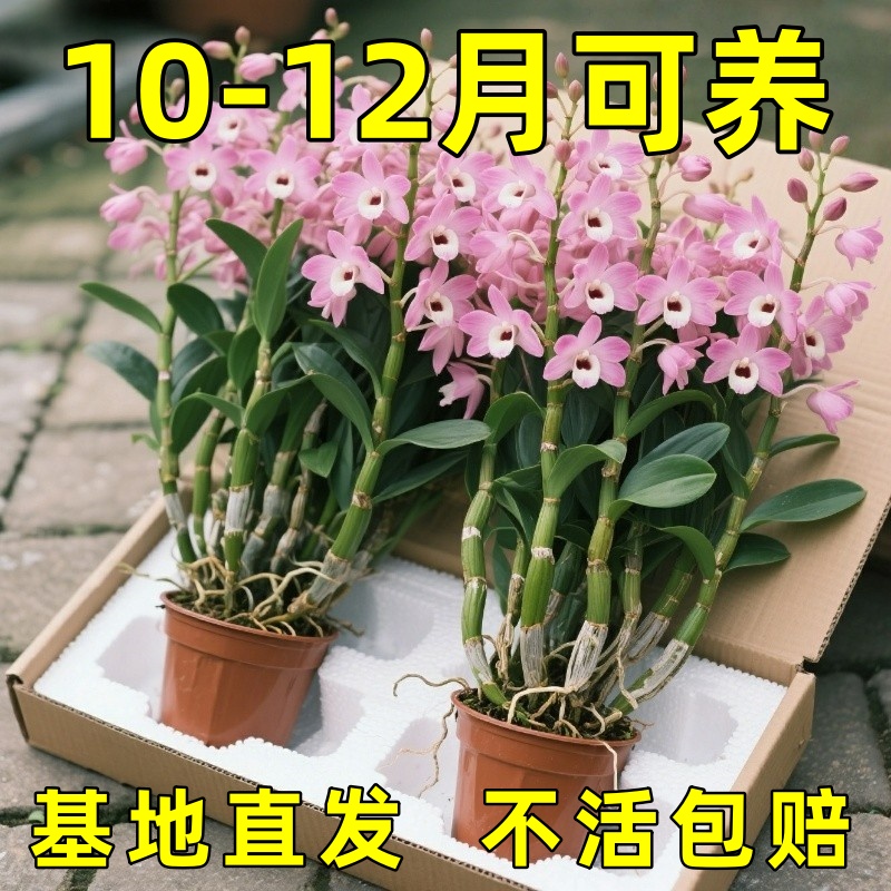 泼墨秋石斛兰盆栽现带花苞梦香文心兰名贵花卉植物室内好养绿植