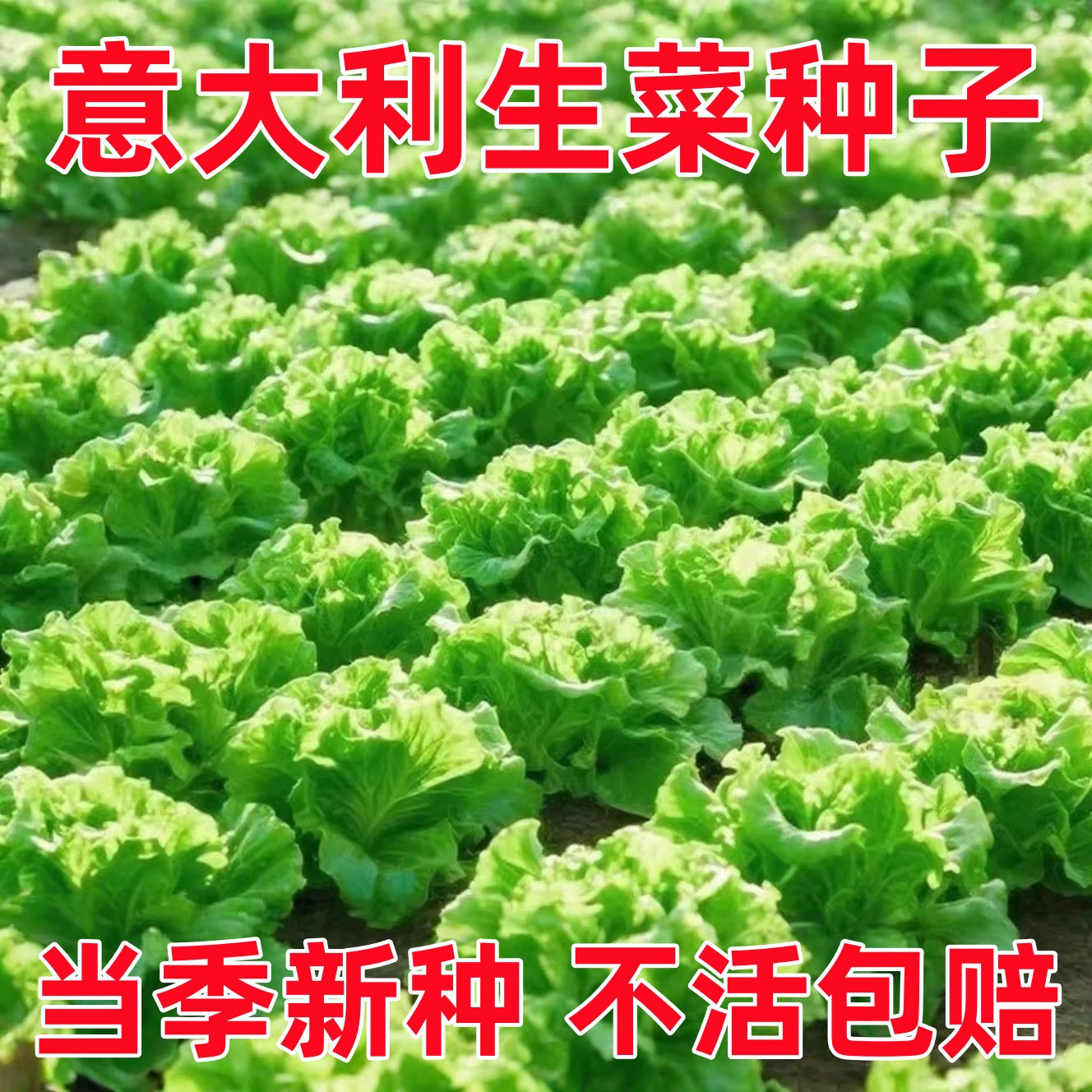 意大利生菜奶油玻璃生菜种子生吃耐寒耐热种子阳台庭院可播种四季