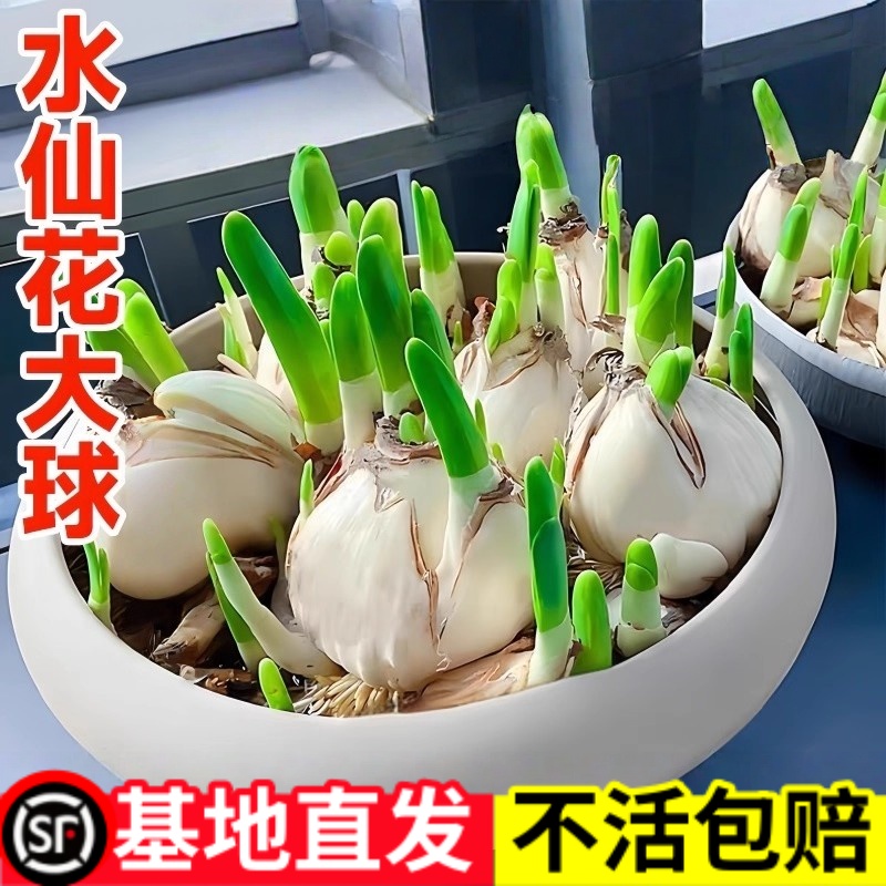 漳州水仙花种球盆栽水养绿植花卉球种室内冬季开花水培植物带花苞