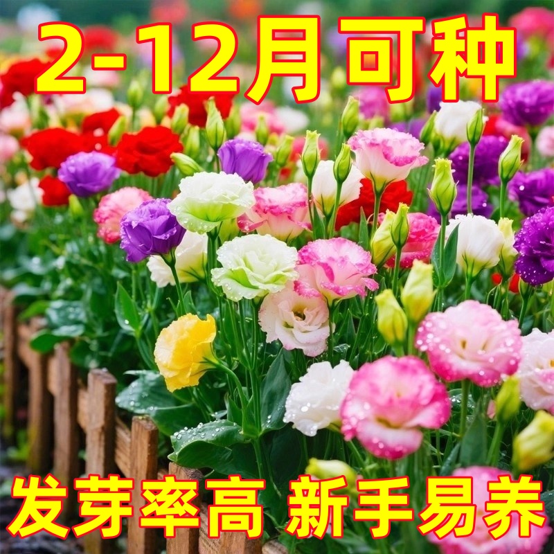 洋桔梗花种子花苗四季种易活室内室外开花种孑盆栽花卉花种籽花籽