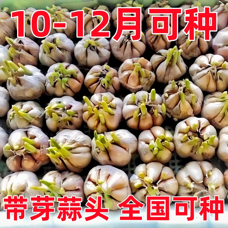 带芽大蒜种发芽新蒜高产紫皮蒜种干蒜种头可种可吃出蒜台水培蒜苗