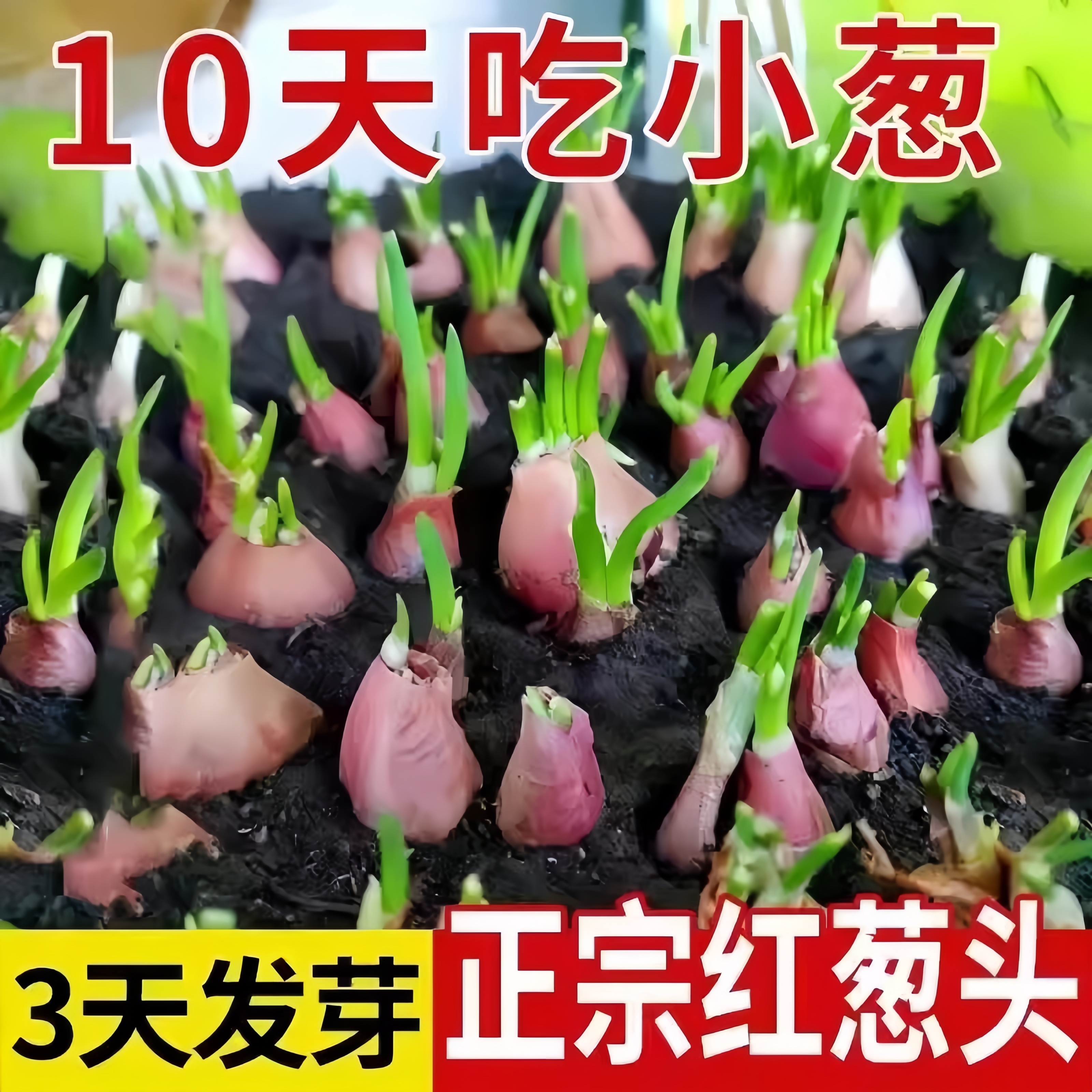红葱头四川小香葱头四季小香葱可吃可种阳台多次采收农家火葱头种