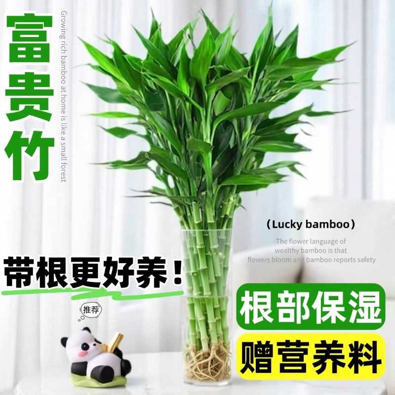 带根富贵竹水培大叶粗枝四季常青玻璃花瓶客厅盆栽净化空气