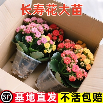 长寿花盆栽重瓣花四季好养活大花带花苞金狐狸花卉植物室内花易种