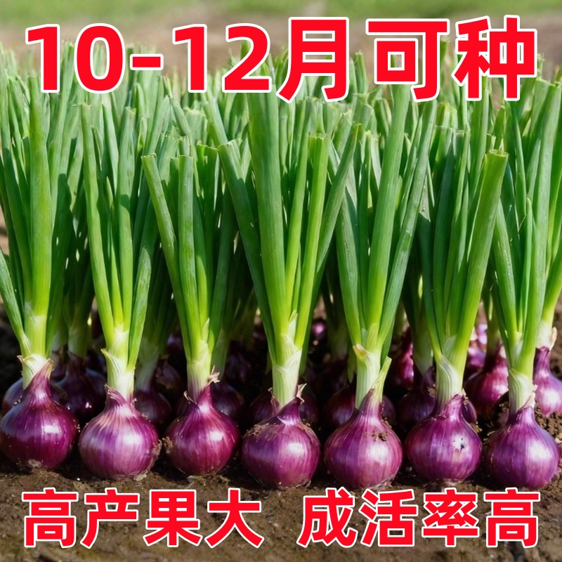 水果洋葱秧苗山东寿光紫皮洋葱苗带根二红扁圆红皮洋葱头苗子耐寒