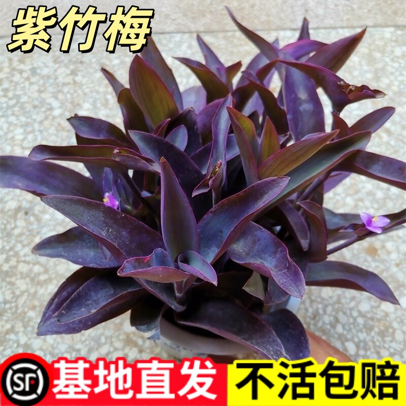紫竹梅盆栽水培植物室内好养四季花卉绿植紫罗吊兰办公室客厅桌面
