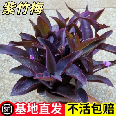 紫竹梅盆栽水培植物室内好养四季花卉绿植紫罗吊兰办公室客厅桌面