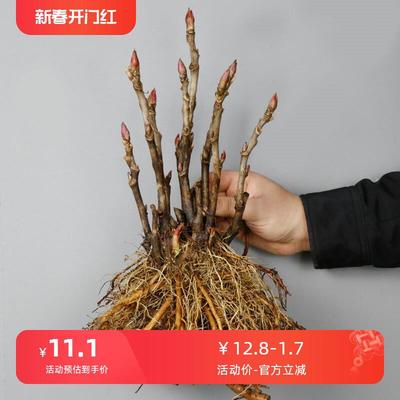 正宗牡丹花苗观赏植物室内耐寒室外开花不断重瓣大花庭院大苗盆栽