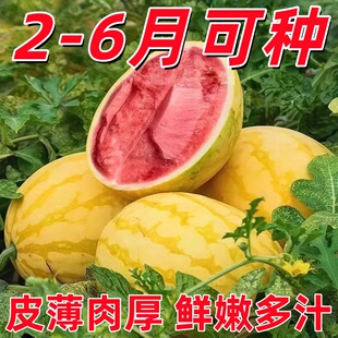 金皇后西瓜种子黄皮红瓤西瓜种籽春夏秋四季盆栽阳台西瓜水果种孑