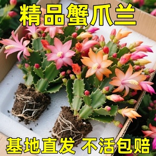 新品蟹爪兰盆栽重瓣带花苞耐寒花卉大全室内阳台植物易活开花四季