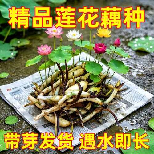 水培植物迷你碗莲种藕苗微型小荷花苗藕苗水生小荷花室内外花卉