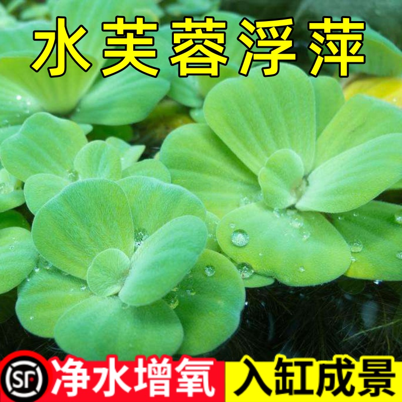 水芙蓉苗水浮莲水培植物水生植物水养草池塘鱼缸造景养殖净化水质