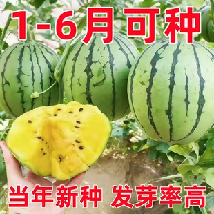 超甜早熟花皮黄壤黄小玉西瓜甜香瓜四季春季水果蔬菜种子秧苗籽孑