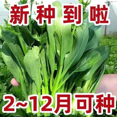 【20天采收】四季菜心种子四九甜菜心种子广东青菜籽盆栽蔬菜种籽