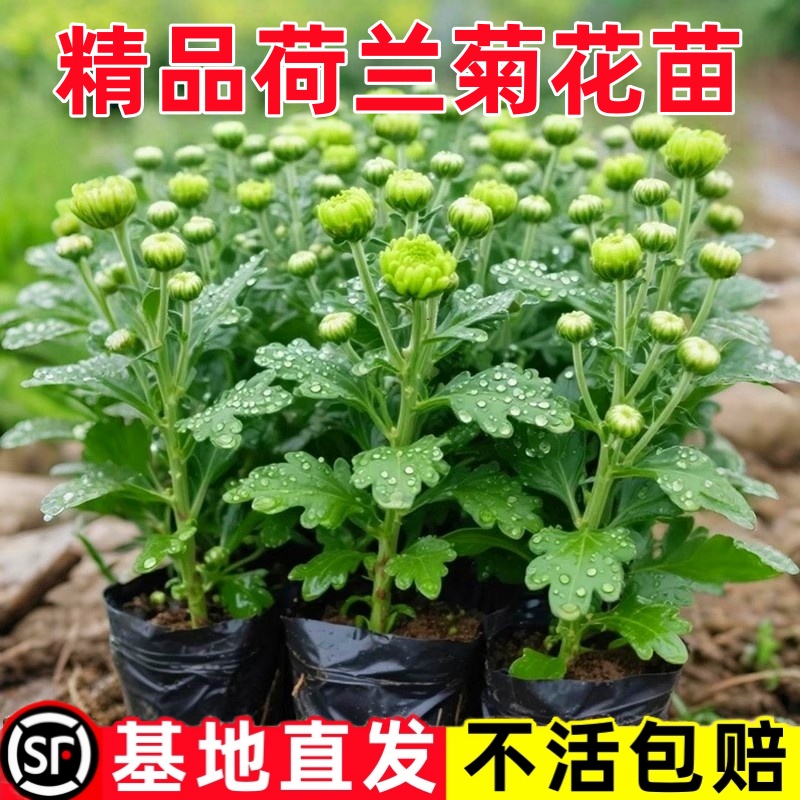 当年开花荷兰菊进口菊花苗耐寒易活当年开花盆栽室内外阳台绿植物