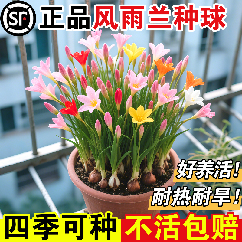 风雨兰种球清香型室内外庭院开花单瓣庭院阳台盆栽花卉植物好养活