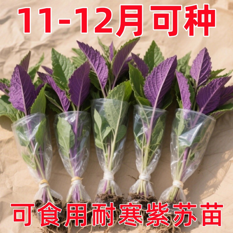 可食用紫苏苗20棵带土带根发货大叶新鲜紫苏幼苗四季盆栽阳台种植