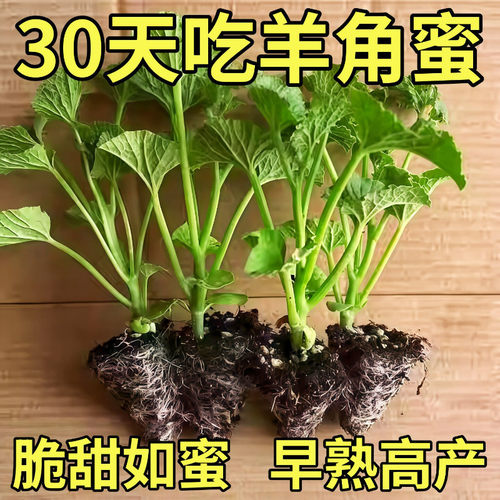 正品山东羊角蜜甜瓜苗香瓜苗绿宝石苗秧超甜带土高产早熟薄皮四季