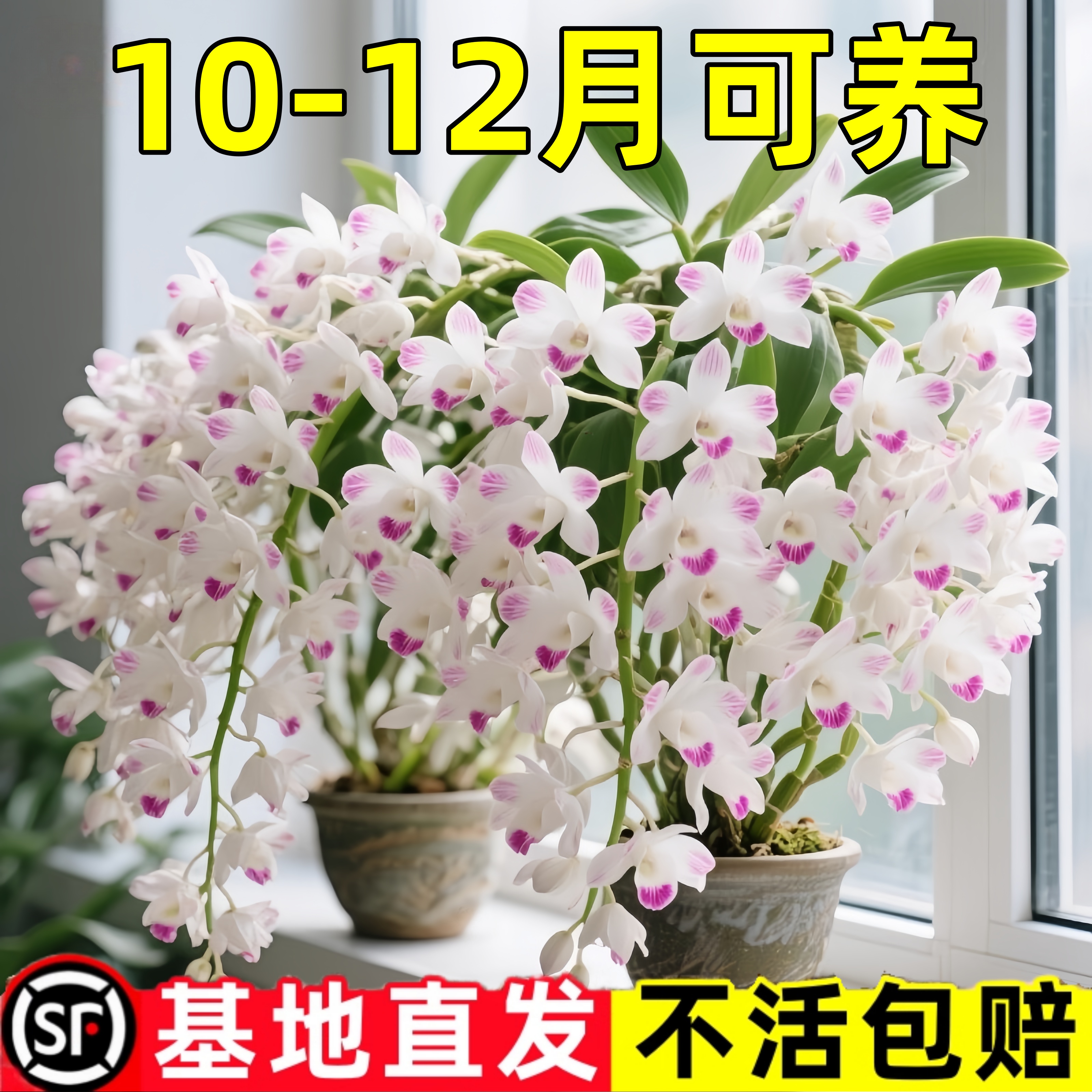 泼墨秋石斛兰盆栽带花苞梦香文心兰名贵花卉植物办公室内好养四季