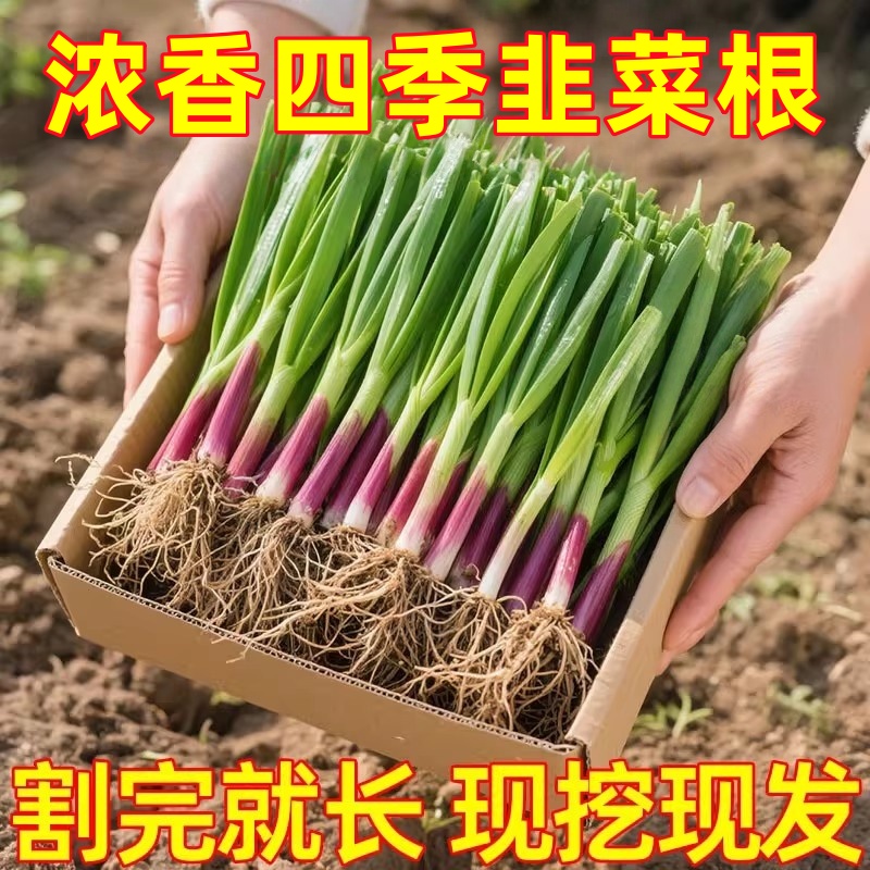 新韭菜根苗紫根宽叶现挖现发细叶盆栽蔬菜四季种植家庭紫红根韭菜