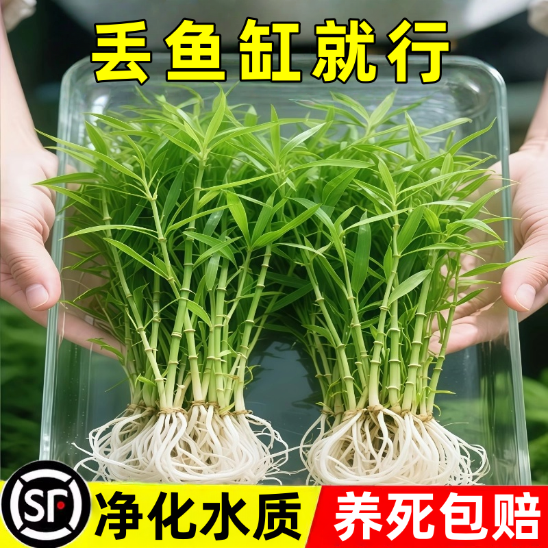 南美青竹水草鱼缸专用造景植物净化水质养鱼增氧水培制氧和鱼共养