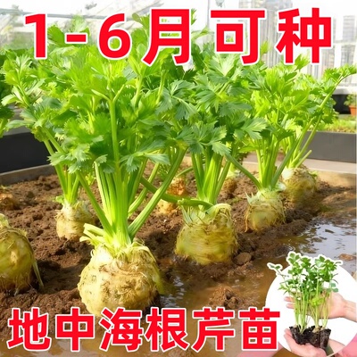 正宗地中海根芹苗秧苗大疙瘩芹菜香芹皇后西芹菜种子四季盆栽阳台