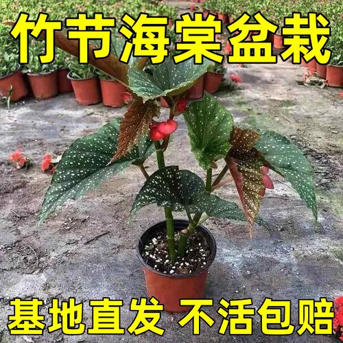 竹节海棠花盆栽包邮大叶斑点四季斑叶竹节秋海棠花卉绿植物室内花