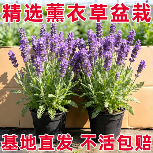 薰衣草盆栽带花苞花苗助眠室内阳台庭院花卉小绿植四季可种驱蚊草