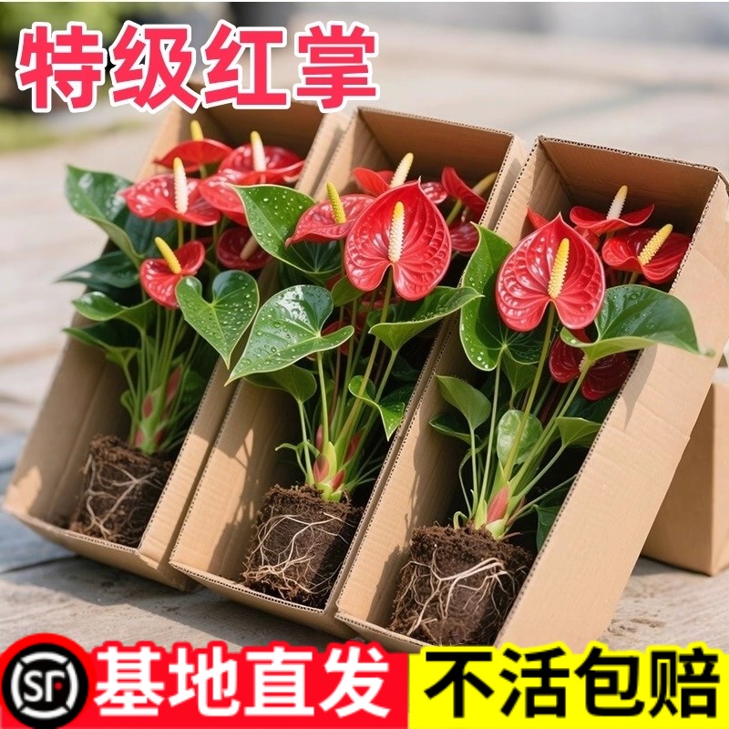 红掌盆栽带花室内好养绿植花卉客厅大叶大花鸿运当头四季粉掌植物