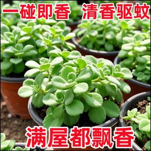 碰碰香盆栽可食用绿植提神香喷喷多肉植物花卉净化空气一抹香