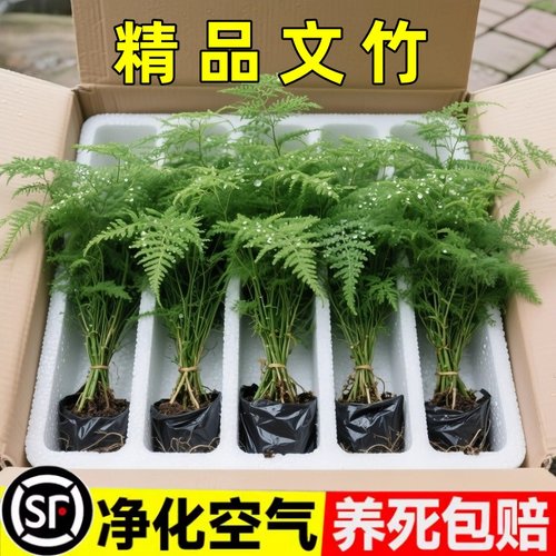 文竹盆栽植物室内盆景桌面四季常青绿植花卉好养种植易活清新空气